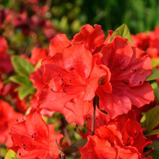 Rhododendron mollis 'Parkfeuer' - Vente Azale de Chine caduque rouge