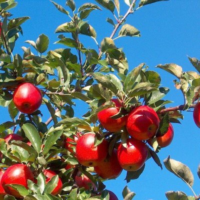 Pommier Gala (Malus domestica Gala)