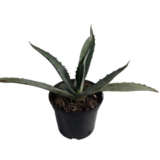 Agave amricain vert - Vente Agave americana succulent