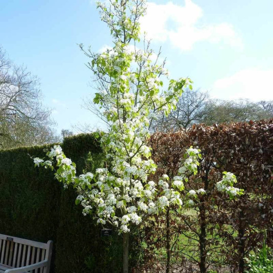 Poirier d'ornement Vente Pyrus calleryana 'Chanticleer' — free download