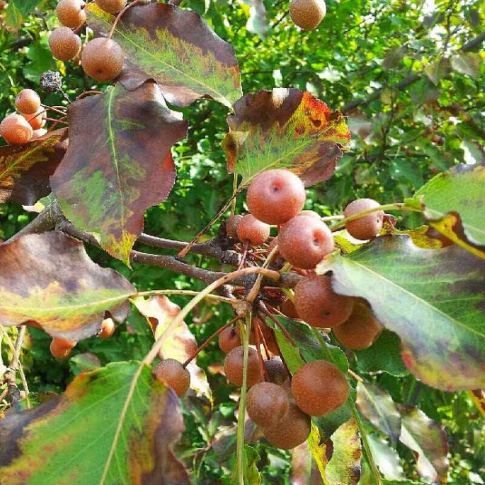 Poirier d'ornement Vente Pyrus calleryana 'Chanticleer' — free download