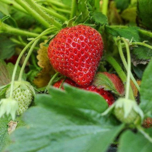 Fraise 'Springberry' - Plant de fraisier rsistant