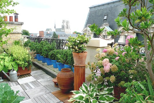 Arbustes et plantes pour balcon & terrasse