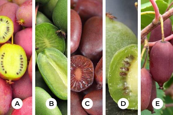 5 variétés de Kiwaï à chair rouge, jaune ou verte
