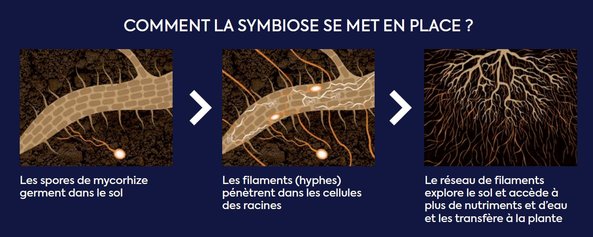 Mycorhizes - illustration symbiose