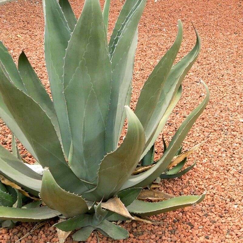 agave americana resistant au froid