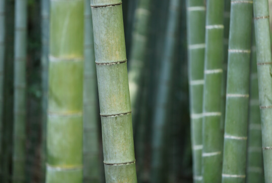 Choisir un bambou pour un pot ou une jardinière