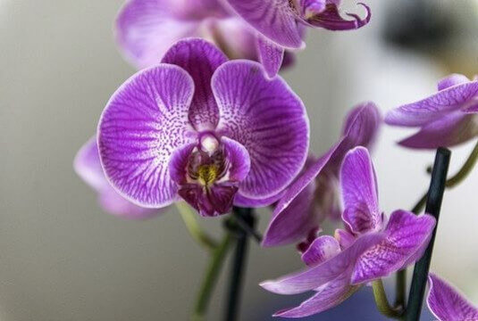 Tous nos conseils pour bien entretenir une orchidée