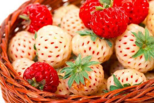 Variétés de fraises : misez sur l'originalité !