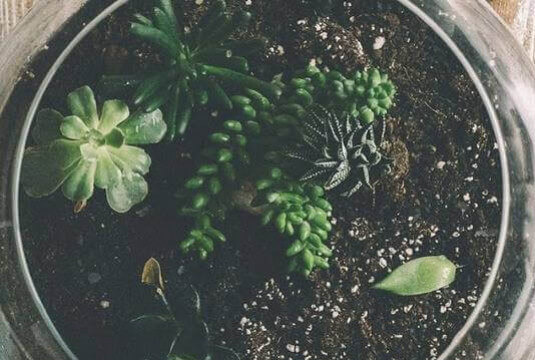 Quelles plantes pour un terrarium ?