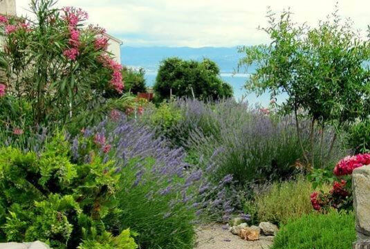 Créez un jardin de style méditerranéen partout en France !
