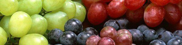 Le raisin est le fruit de la vigne. Il en existe de très nombreuses variétés.